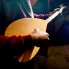 Bağlama Öğrenirken Hangi Şarkılar ve Türküler Çalışılmalı? Seviyelere Göre Rehber